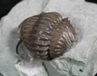 Large Enrolled Flexicalymene Trilobite In Matrix #8321-1